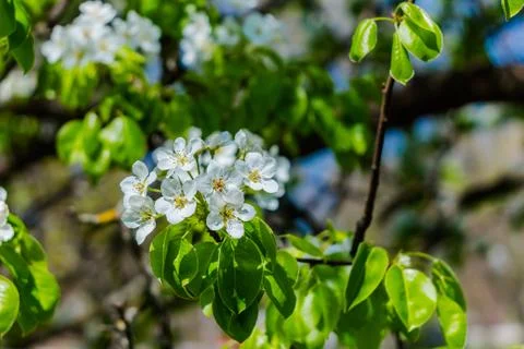 Beautiful Flowering Cherry Trees.  Foto stock