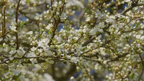Beautiful flowering cherry trees in spring sunny day Stock Footage 306547277