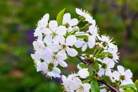 Beautiful flowering cherry trees in the spring time Stock Photos