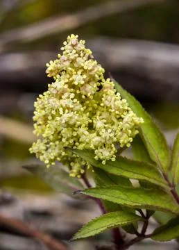 Beautiful flowering elderberry Stock Photos