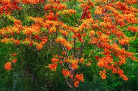 Beautiful flowering flame tree Stock Photos