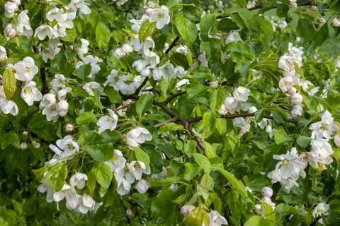 Beautiful flowering of a fruit tree in spring Foto stock