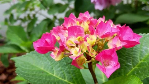 Beautiful flowering hydrangea in the park in summer or spring Stock Footage 158734237