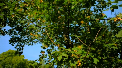 Beautiful flowering maple Video stock 862005