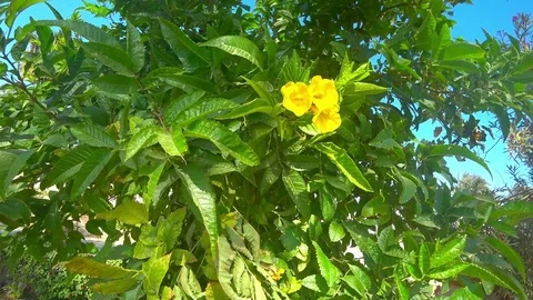 Beautiful flowering tree Stock Footage 85378154