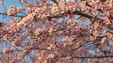 Beautiful flowering tree in spring. Stock Footage 153838891