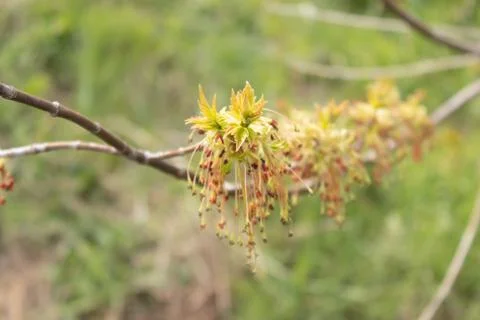 Beautiful flowering tree in spring Stock Photos