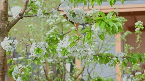 A Beautiful Flowering Tree in Springtime showcasing the vibrant blossoms and Stock Footage 312437793