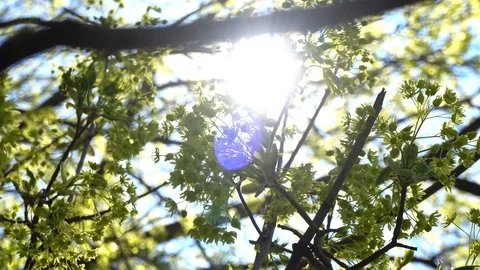 Beautiful flowering tree in the sun set with the reflection in the lens Stock Footage 129182851