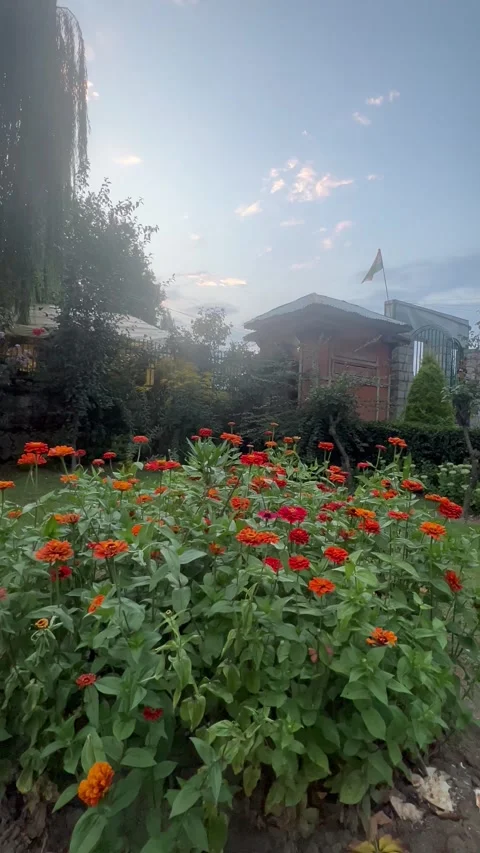 Beautiful Flowers and Cloudy Sky in Anantnag, Kashmir Stock Footage 342781643