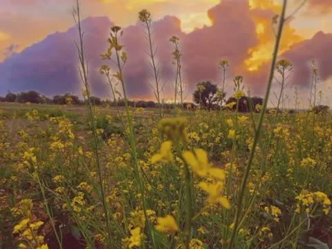 Beautiful flowers and great weather at the background Stock Footage
