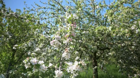 Beautiful flowers on an apple tree on a spring day Stock Footage 130365107