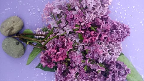 Beautiful flowers.  Aroma. Stock Footage 241444628