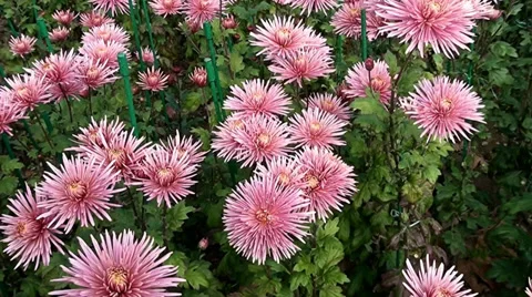 Beautiful flowers of aster Stock Footage 33629013