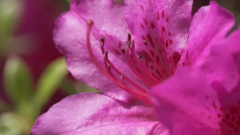 Beautiful flowers of Azalea in spring Vídeos de archivo 264882549