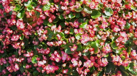 Beautiful flowers background. Stock Footage 40450882