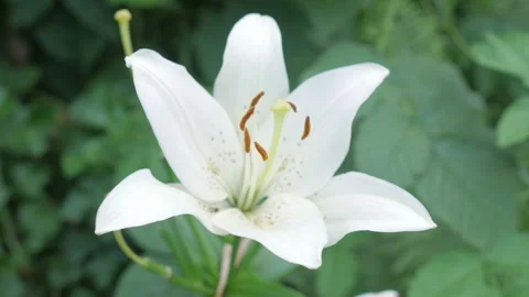 Beautiful Flowers For Background Stock Footage 137410785