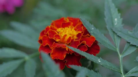 Beautiful Flowers For Background Stock Footage 137410803