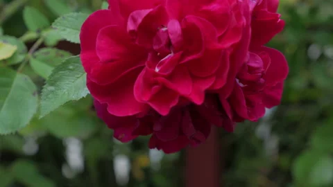 Beautiful Flowers For Background Stock Footage 137410824