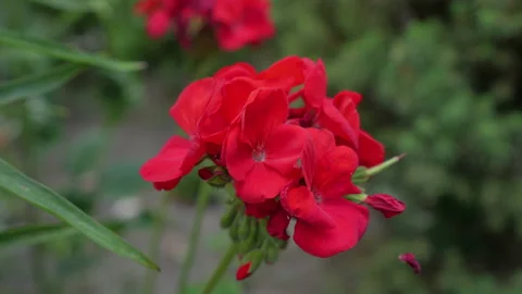 Beautiful Flowers For Background Stock Footage 137410826