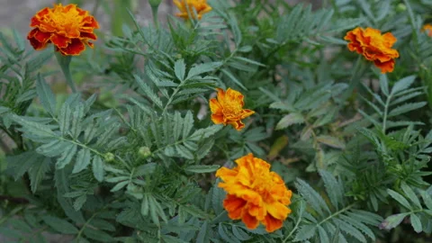 Beautiful Flowers For Background Stock-Footage 137410863