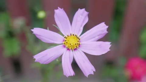 Beautiful Flowers For Background Stock Footage 137411093