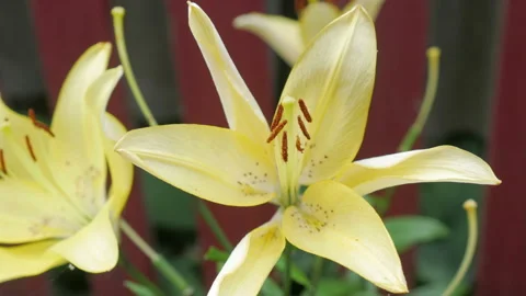 Beautiful Flowers For Background Stock Footage 137411099