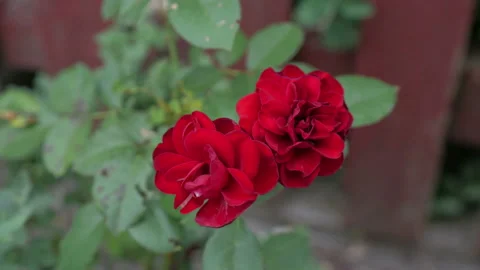 Beautiful Flowers For Background Stock Footage 137411157