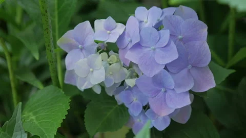 Beautiful Flowers For Background Stock Footage 137411220