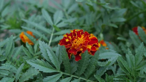 Beautiful Flowers For Background Stock Footage 137411229