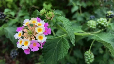 Beautiful flowers on the beach Video stock 81095835