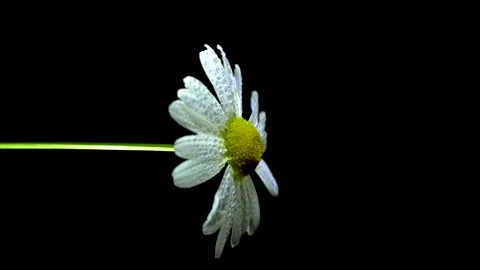 Beautiful flowers on black background Stock Footage 280872424