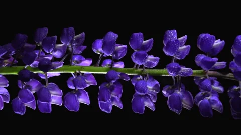 Beautiful flowers on black background Stock Footage 280872654
