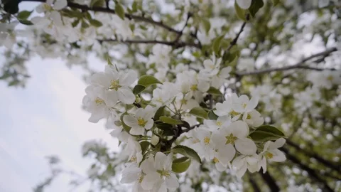 Beautiful flowers blooming Apple tree close-up Stock Footage 108941023