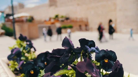 Beautiful flowers of blue petunia in flower-bed on the street of Baku Stock Footage