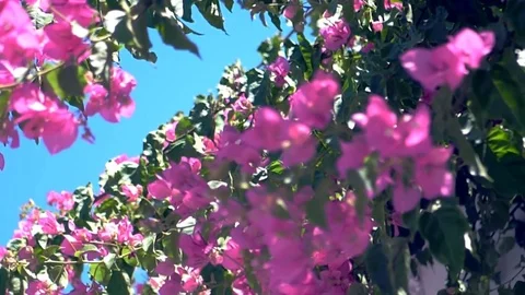 Beautiful flowers on the blue sky Stock Footage 78633020