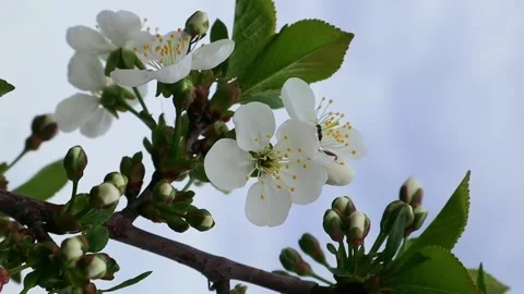 Beautiful flowers on a branch of an apple tree against the background  Stock Footage 154019247