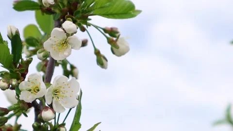 Beautiful flowers on a branch of an apple tree against the background  Stock Footage 154019275