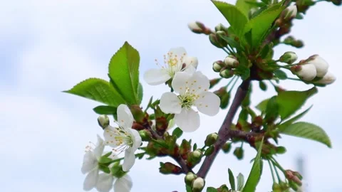 Beautiful flowers on a branch of an apple tree against the background  Stock Footage 154019312