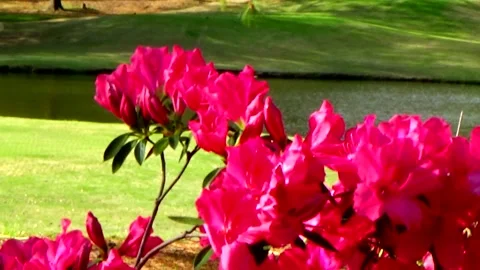 BEAUTIFUL FLOWERS IN THE BREEZE Stock Footage 177444767
