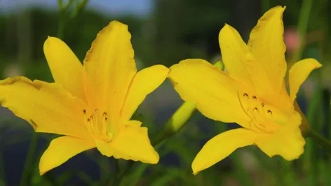 Beautiful Flowers Close Up Video stock 77111344