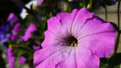 Beautiful flowers close-up. Stock Footage 97425459