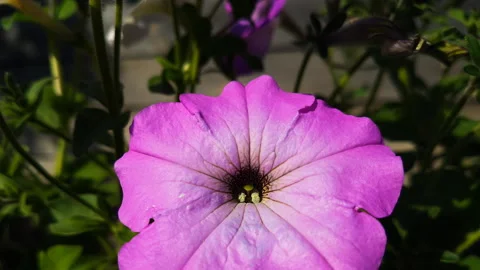 Beautiful flowers close-up. Stock Footage 97425462