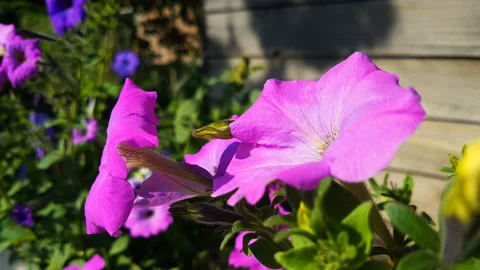 Beautiful flowers close-up. Stock Footage 97425643