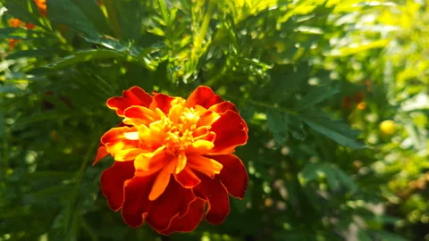 Beautiful flowers close-up. Stock Footage 97425806
