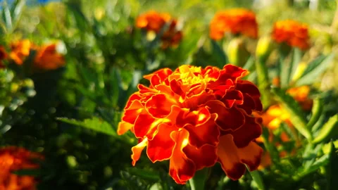Beautiful flowers close-up. Stock Footage 97426068