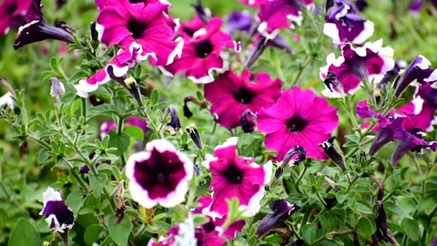 Beautiful flowers close up. Summer in the sun. Stock Footage 147124841