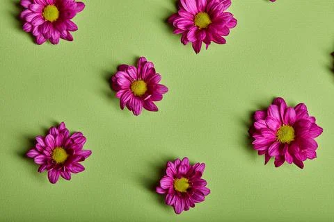 Beautiful flowers composition. chrysanthemums pattern, spring and summer flowers Stock Photos