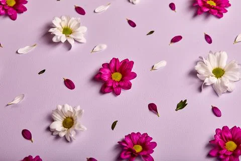 Beautiful flowers composition. chrysanthemums pattern, spring and summer flowers Stock Photos