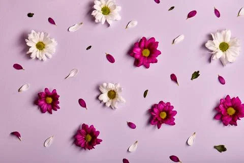 Beautiful flowers composition. chrysanthemums pattern, spring and summer flowers Stock Photos